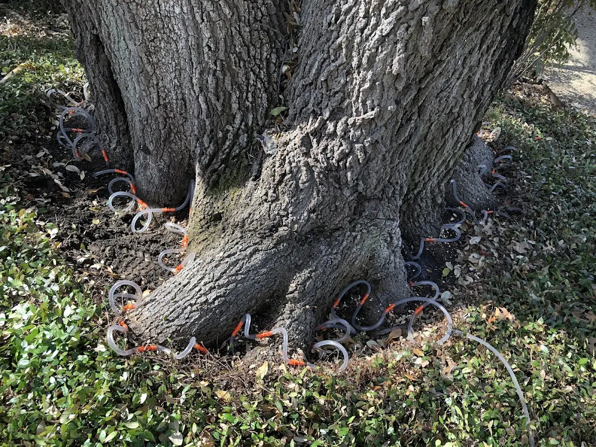 Detailed Tree Cabling and Bracing job site in Lansing